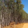 Fazenda em Felixlândia-MG - Image 3