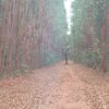 Fazenda em Lassance-MG - Image 6