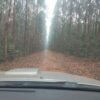Fazenda em Lassance-MG - Image 7