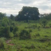 Oportunidade Fazenda à VENDA próxima a Curvelo - MG​ - Image 6