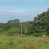 Oportunidade Fazenda à VENDA próxima a Curvelo - MG​ - Image 4