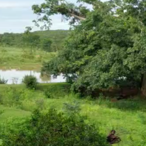 Oportunidade Fazenda à VENDA próxima a Curvelo - MG​ - Image 2