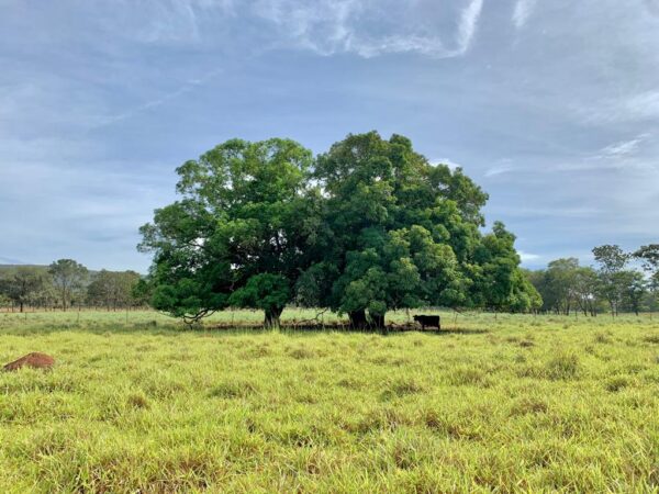 Porteira fechada em Felixlândia-MG