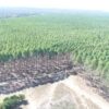 Fazenda Vereda Grande - Image 2