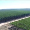 Fazenda Vereda Grande - Image 5