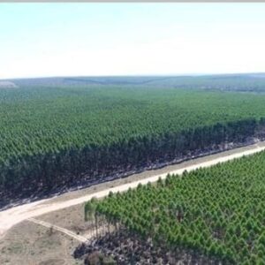 Fazenda Vereda Grande
