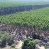 Fazenda Vereda Grande - Image 4