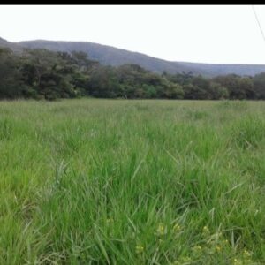 Fazenda Campeã