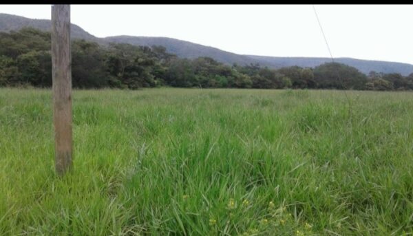 Fazenda Campeã