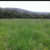 Fazenda Campeã - Image 2