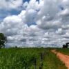 Fazenda em Buritizeiro - MG - Image 3