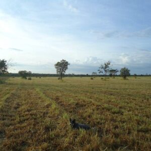 Fazenda com dupla aptidão
