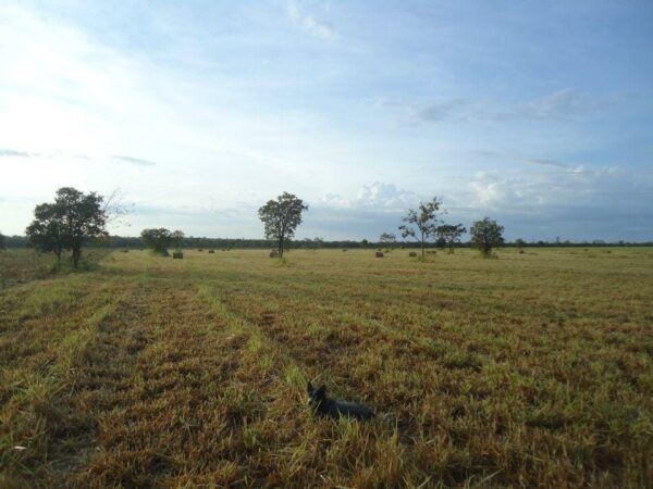 Fazenda com dupla aptidão
