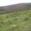 Fazenda Campeã - Image 3