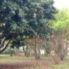 Fazenda em Araxá - MG - Image 5