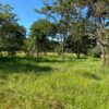 Fazenda em Felixlândia - MG - Image 4