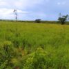Fazenda em Buritizeiro - MG - Image 4