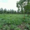 Fazenda com dupla aptidão - Image 4