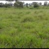 Fazenda Campeã - Image 4