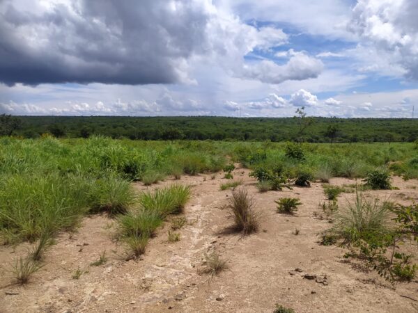 Fazenda em Buritizeiro - MG