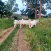 Fazenda Campeã - Image 6