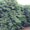 Fazenda em Araxá - MG - Image 8