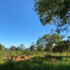 Fazenda em Felixlândia - MG - Image 11