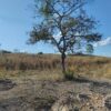 Fazenda em Tocantins - TO - Image 12
