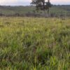Fazenda em Curvelo - MG - Image 8