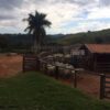 Fazenda em Guaxupé - MG - Image 5