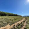Fazenda em Pindamonhangaba - SP - Image 11