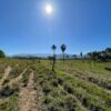 Fazenda em Pindamonhangaba - SP - Image 13