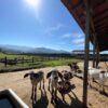 Fazenda em Pindamonhangaba - SP - Image 24