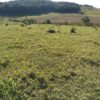 Fazenda em Passos - MG - Image 28